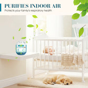 Indoor Air Purification Box – Plant-Based Passive Dust Collector
